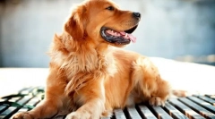 Zlata retriever (fotografija): ena od najpametnih pasem psov