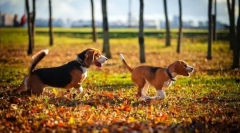 Hound dog: pasma select