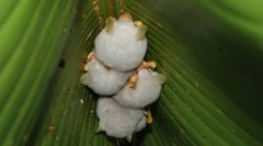 Hondurassic white bats