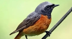Redstart