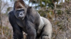 Gorila vzhodno rudarstvo