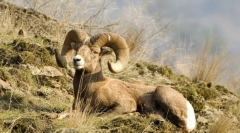 Gorske oljne in koze