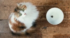 Pripravljene suhe mačke za mačke: značilnosti in sorte