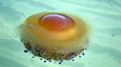 Ljubek in nevaren: 10 najlepših meduz na svetu