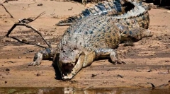 Promocijski crocodile