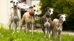 Greyhaund (photo): kdo je v luči vseh hitrejši - ne dohitiš psa sivega!