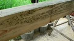 Glive na predelavi lesa in lesa iz plesni