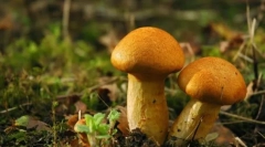 Gobe - kraljevina živih organizmov