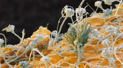 Gobe. Sistematika, znaki, vrste