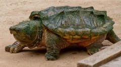 Premostitvena želva