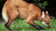 Grivous wolf (stražar)