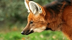 Grievous wolf (guara)