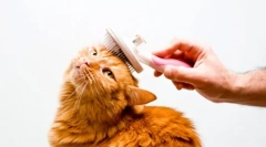 Mačke za nego na domu: vrste in značilnosti higiene feline