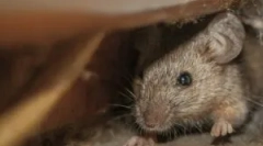 So miška montažna miška pena?