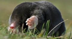 Humane metode za uničenje molov