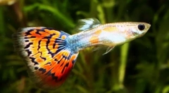 Guppy (poeecilia reticulata)