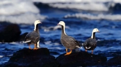 Gussey. Odstranitev ptic