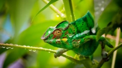 Chameleon (fotografija): pravi zarotnik za živalski svet