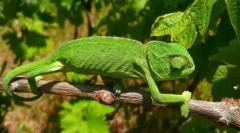 Chameleon navaden