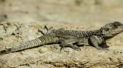 Značilnost podtipa lobanje ali vretenčarjev