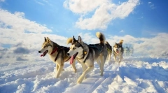 Husky (fotografija): sveže ljubeč in neodvisni pes
