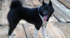 Husky in kot - iščemo razlike