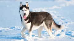 Husky: teorija ime porekla