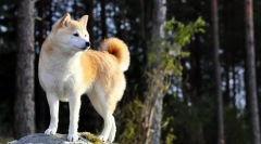 Khatiko - pasma pasje akita inu (photo): veliki spremljevalec in brezhibno prijatelj