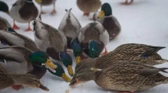 Kruh - sovražnik za race in druge vodne ptice