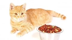 Holastična cat kraj: mnenja in podroben pregled najboljšega vira