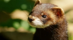 Chorek (fotografije): igrivi fidget in pravi prijatelj