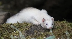 Opis ferreta, življenjski slog, habitat, kjer živi