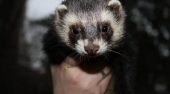 Ferret