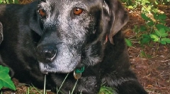 Kronične in degenerativne bolezni