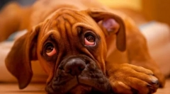 Kronične bolezni jeter