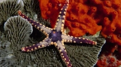 Icharkin in mehkužci