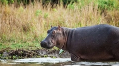Imajo blazino za nič: 10 živali, ki skoraj ali ne spijo sploh