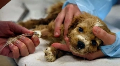 Imuno-posredovane bolezni