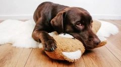 Nalezljive nevrološke bolezni