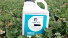 Boria insecticid in njegove značilnosti