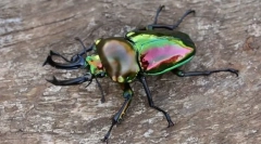 Zanimivo o žuželkah