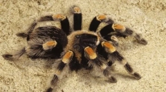 Zanimivo o obliki črke pajek