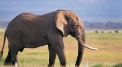 Zanimivo o slonu