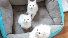 Zanimiva dejstva o belih modrih očeh