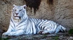 Zanimiva dejstva o belih tigrih