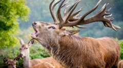 Zanimiva dejstva o plemenitih jelenih