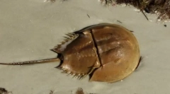 Zanimivosti o členonožcah