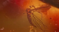 Zanimiva dejstva o dinozavri