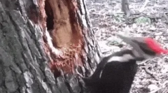 Zanimiva dejstva o dyatlahu