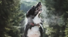 Zanimiva dejstva o dihanju živali